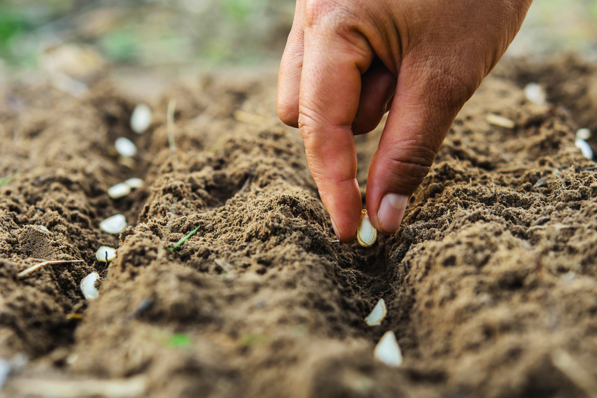 Close-up of a hand planting seeds
