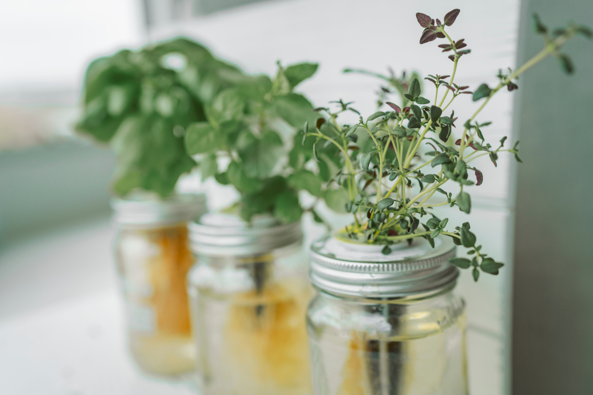 10 creative ways to start a wallhanging herb garden in your kitchen