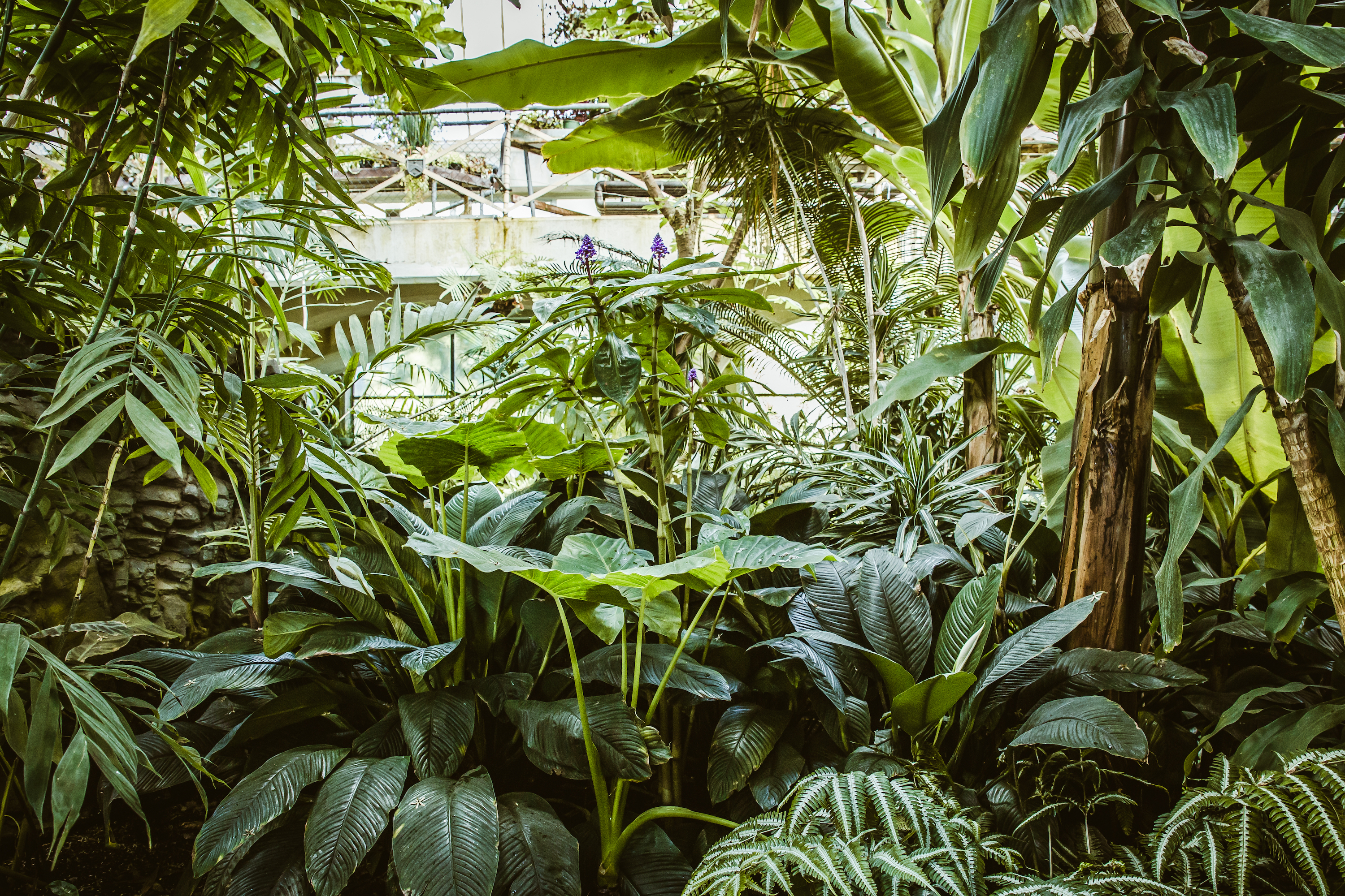 tropical greenhouse greenery