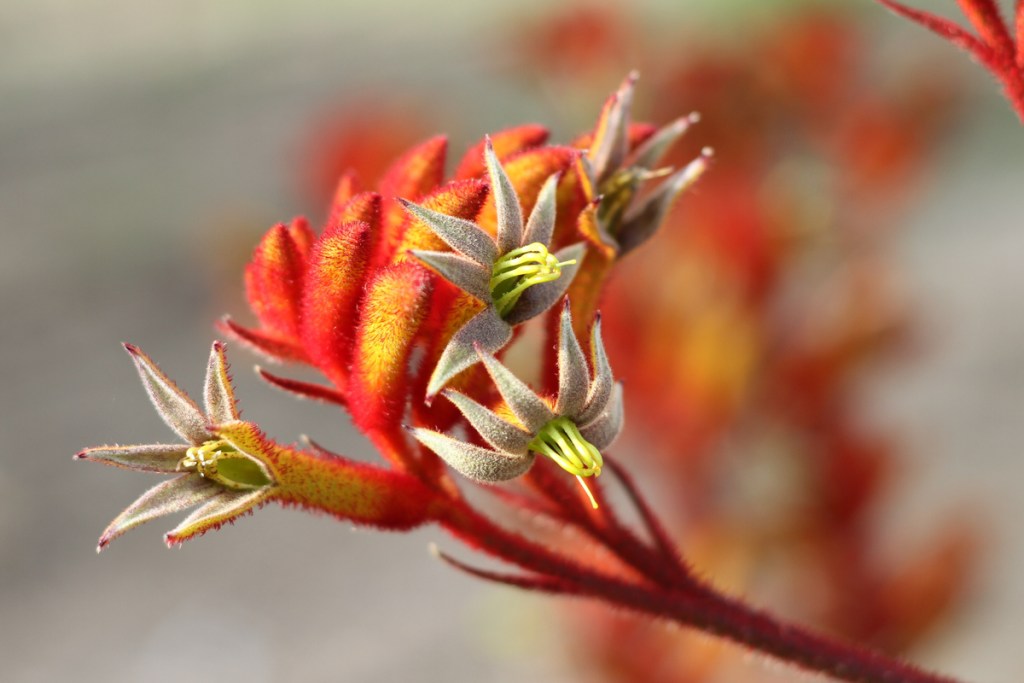 Kangaroo paw plant flowers