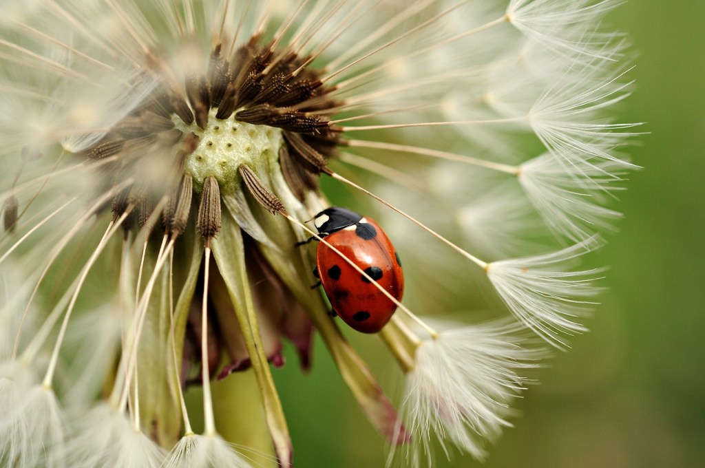 Closeup of a ladybug on a dandelion seedhead