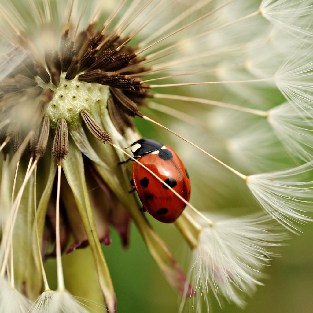 Closeup of a ladybug on a dandelion seedhead