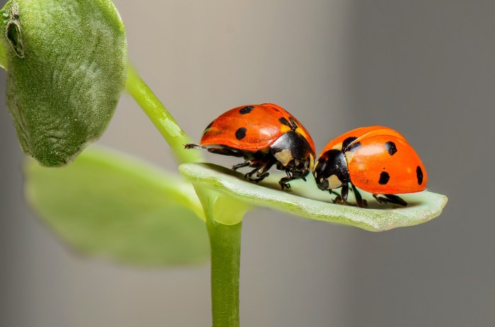 A pair of ladybugs on a leaf