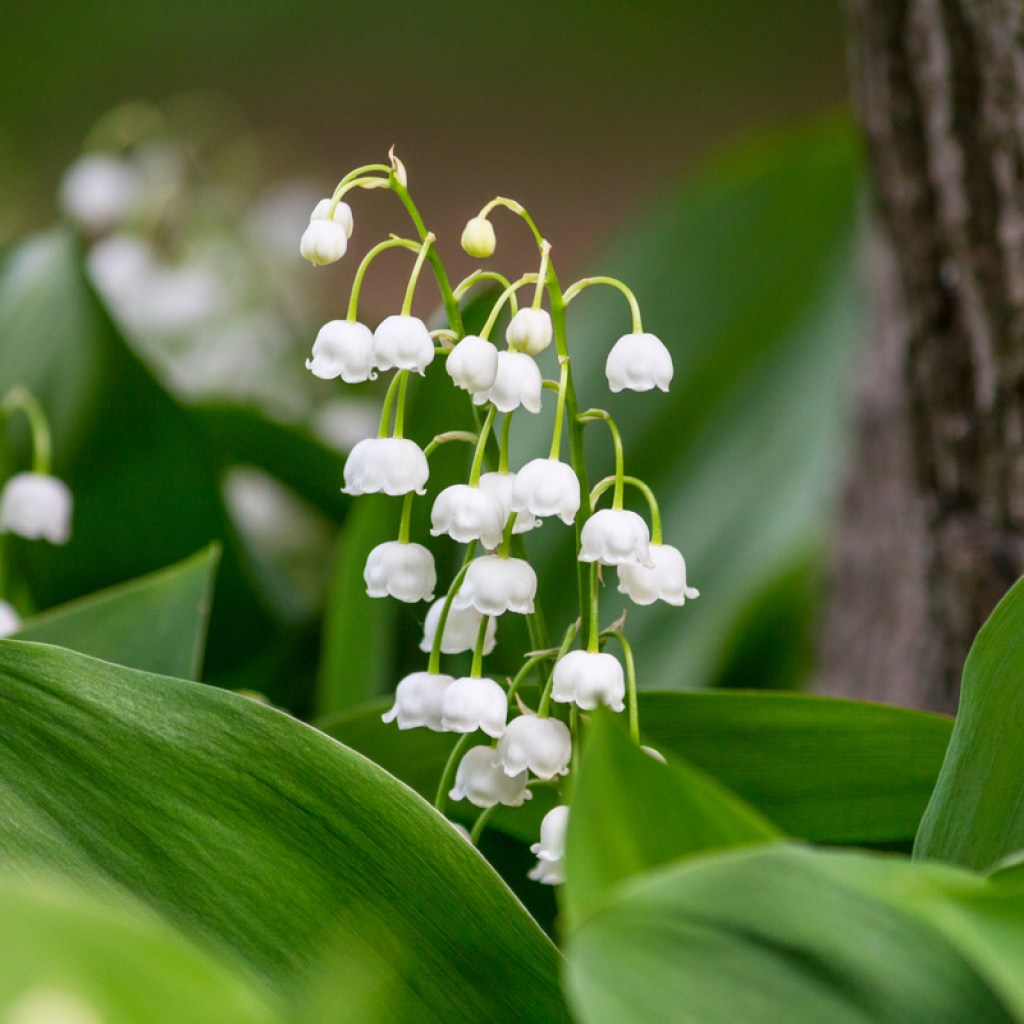 A lily of the valley