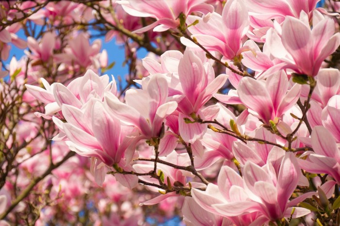 Close up of pink and white magnolia flowers