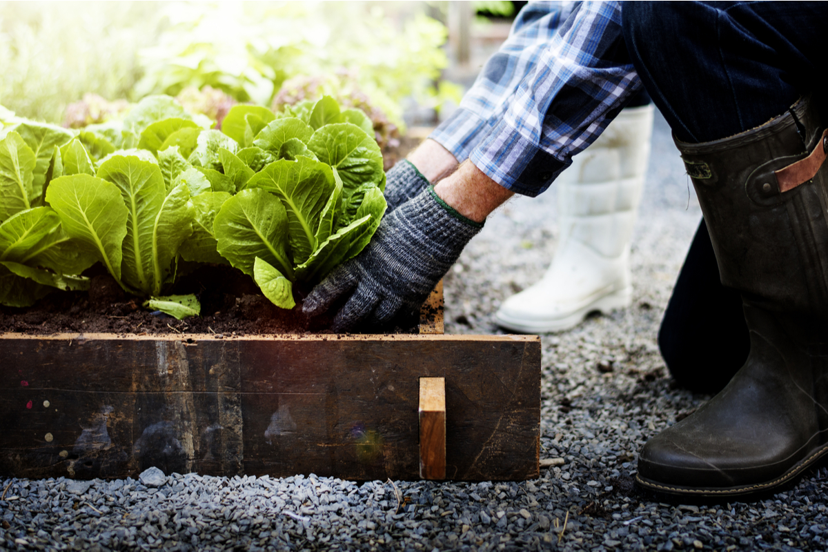 Gardener growing some lettuce