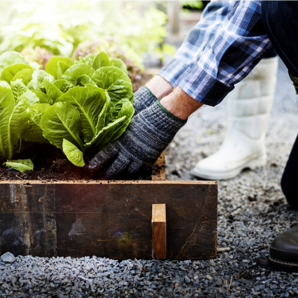A man growing some lettuce
