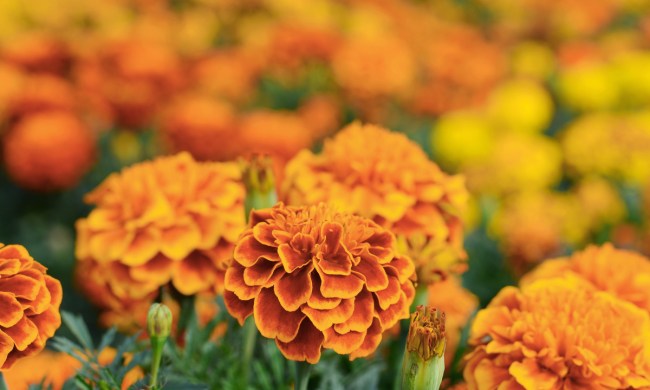 A close-up of a marigold bloom
