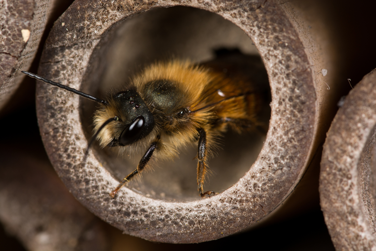 A mason bee nesting in a tunnel