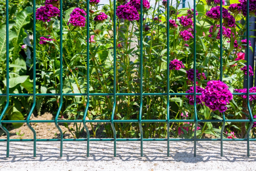 Purple flowers growing beside fence