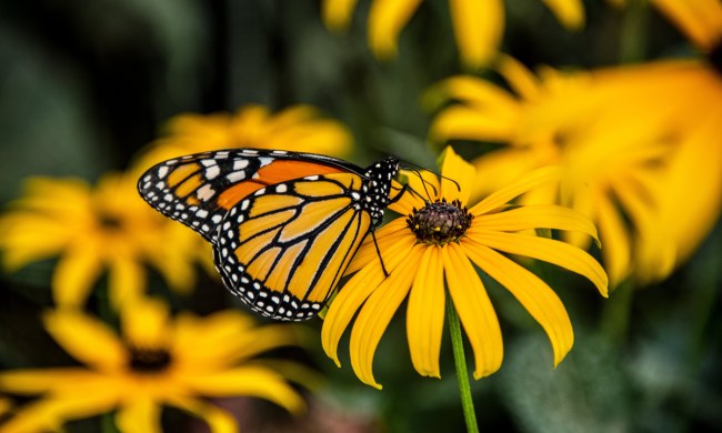 A monarch on a black-eyed susan