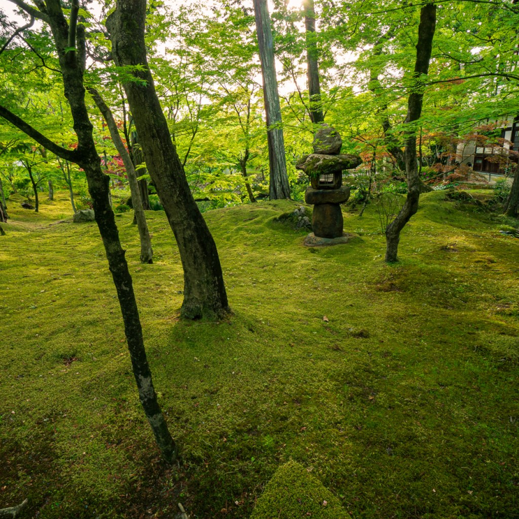 wooded garden with mossy ground