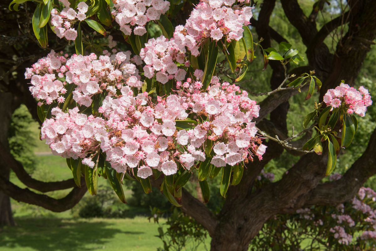 A mountain laurel tree in bloom, with light pink flowers