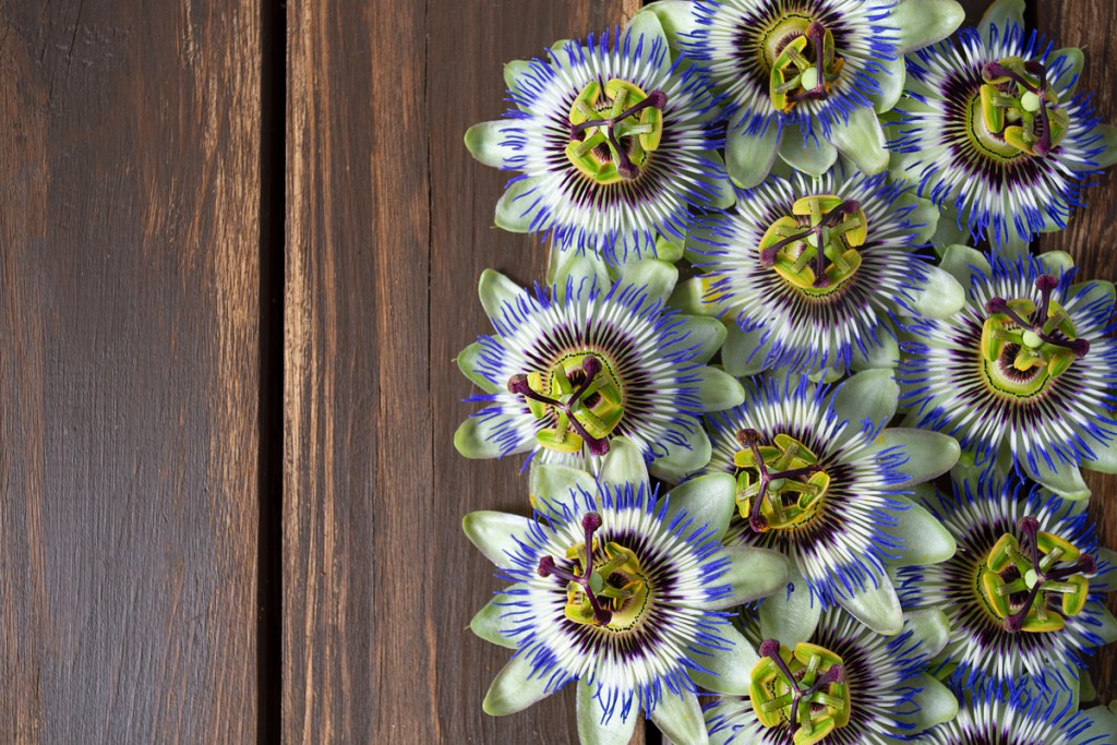 A cluster of passion flower blooms