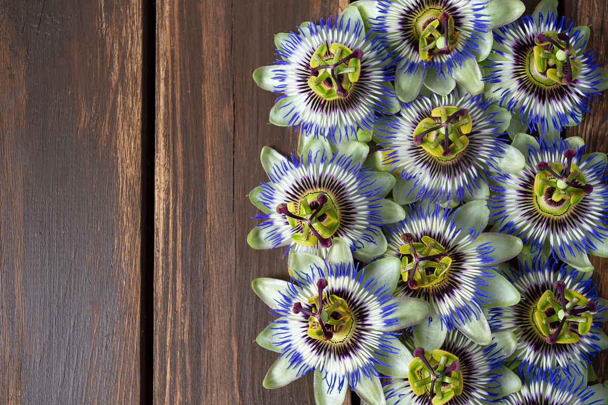 How to grow a passion flower plant indoors HappySprout