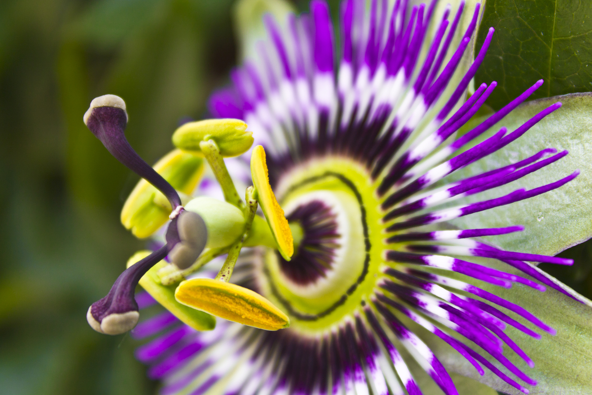 How to properly care for passion flowers HappySprout