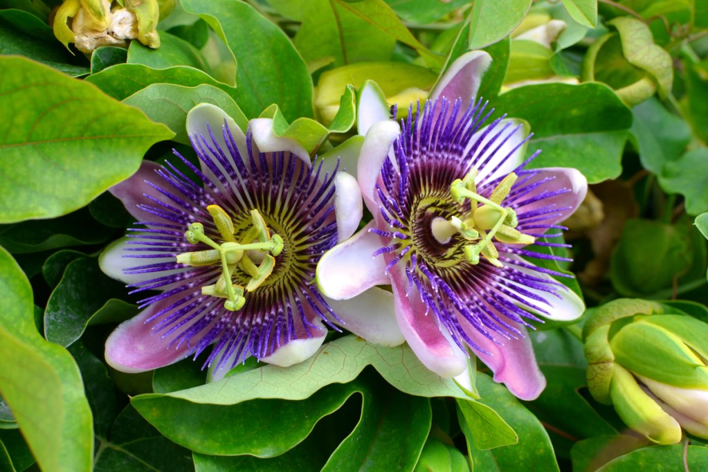A couple passion flower blooms