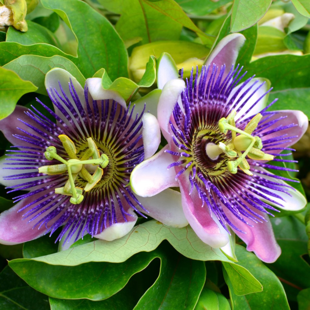 A couple passion flower blooms