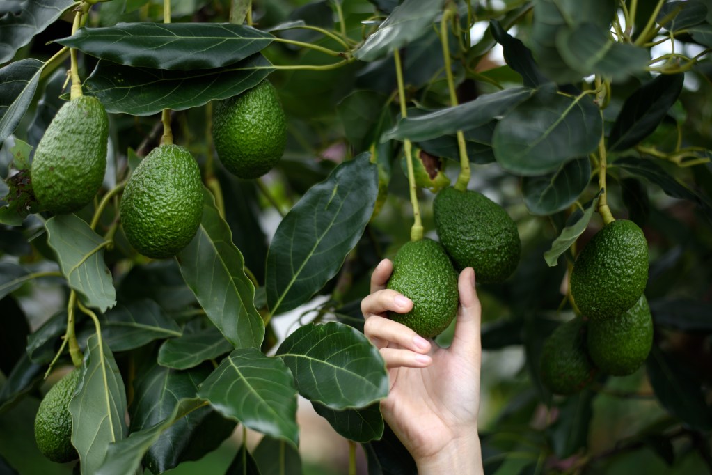 Hand holding avocado on a tree