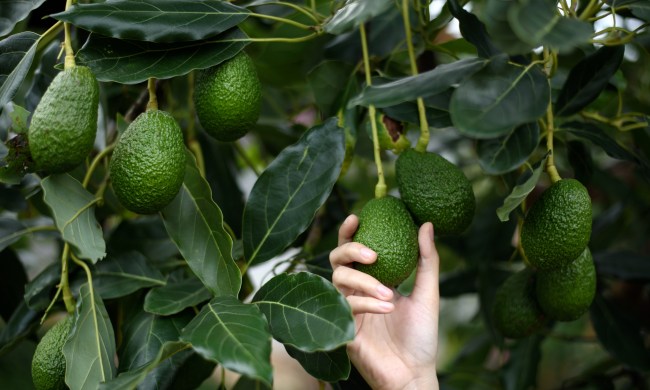 Hand holding avocado on a tree