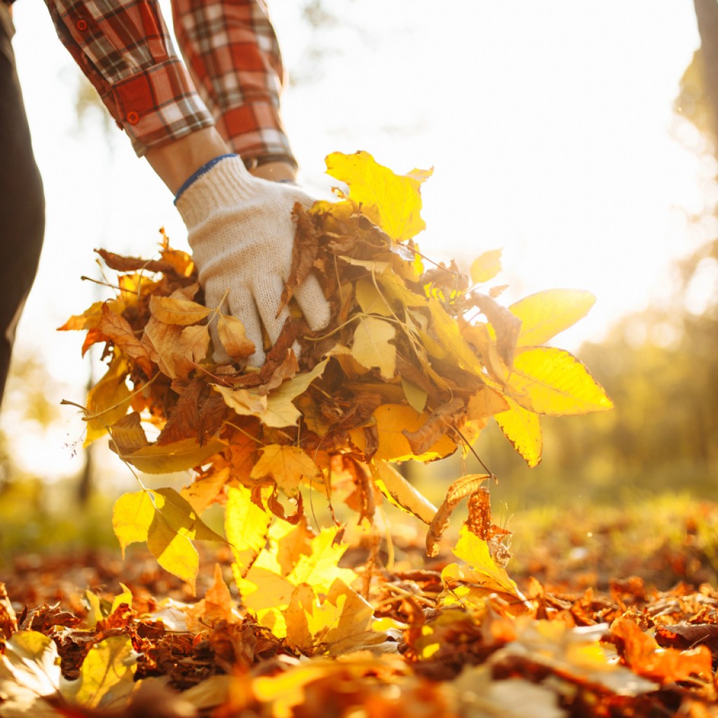 A person picking up leaves