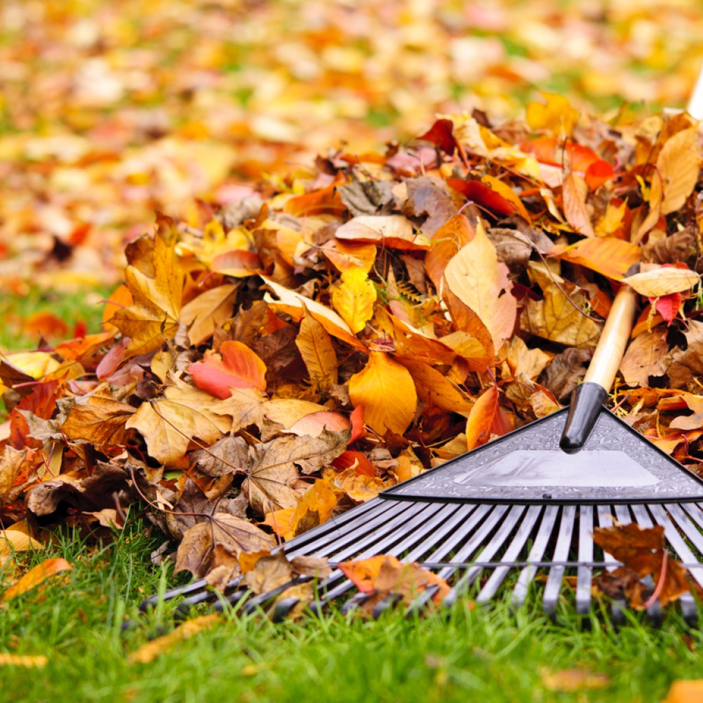 Raking autumn leaves