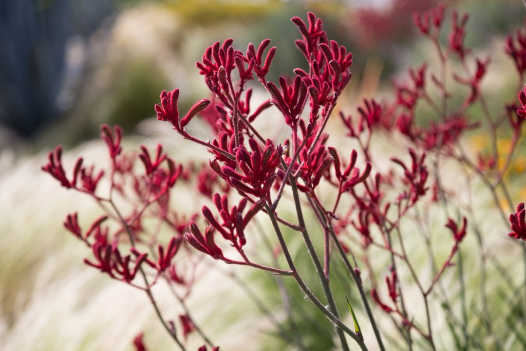 Red kangaroo paw