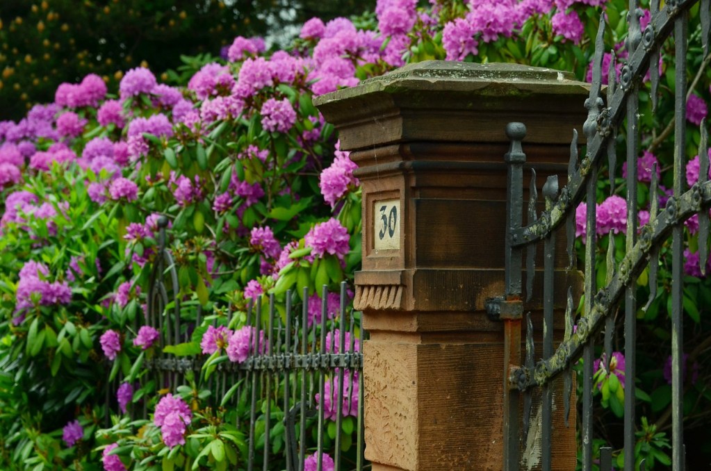 Rhododendrons growing over a metal fence