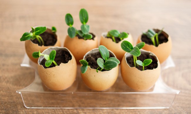 Seedlings planted in eggshells