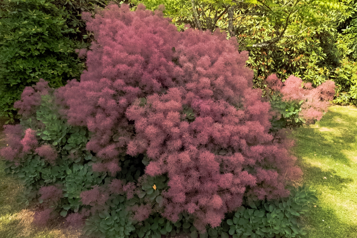 European smoke tree with purple flowers