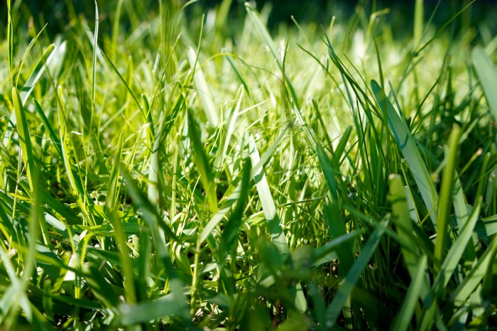 Bright green St. Augustine grass in the sun