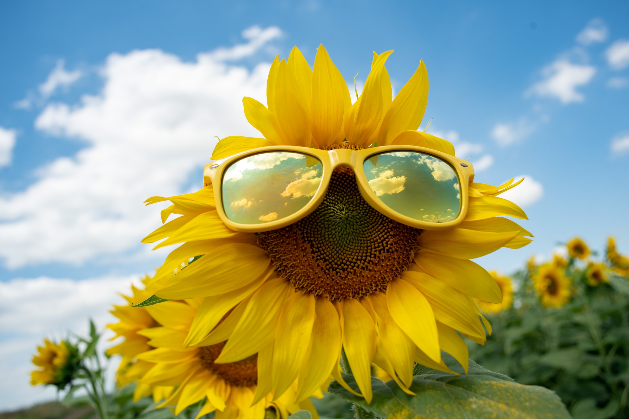 When to plant sunflowers in michigan 5 How late can you plant sunflowers and still see blooms? What you need to know about these beautiful giants