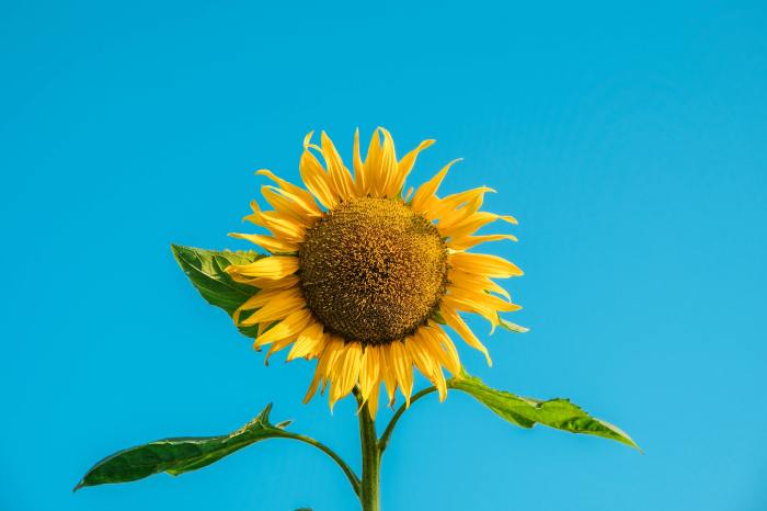 Sunflower under blue sky