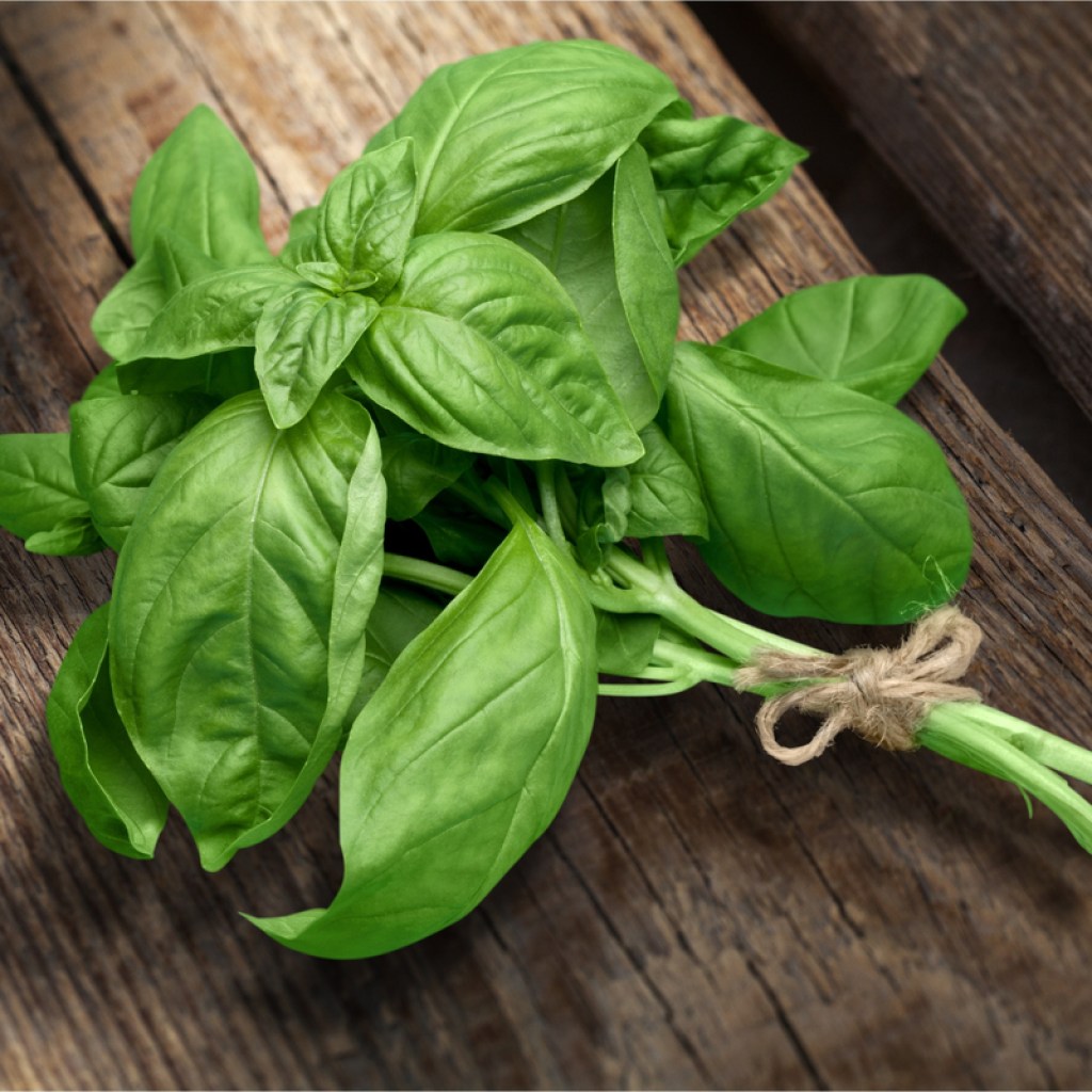 Bundle of sweet basil on a wooden tabletop