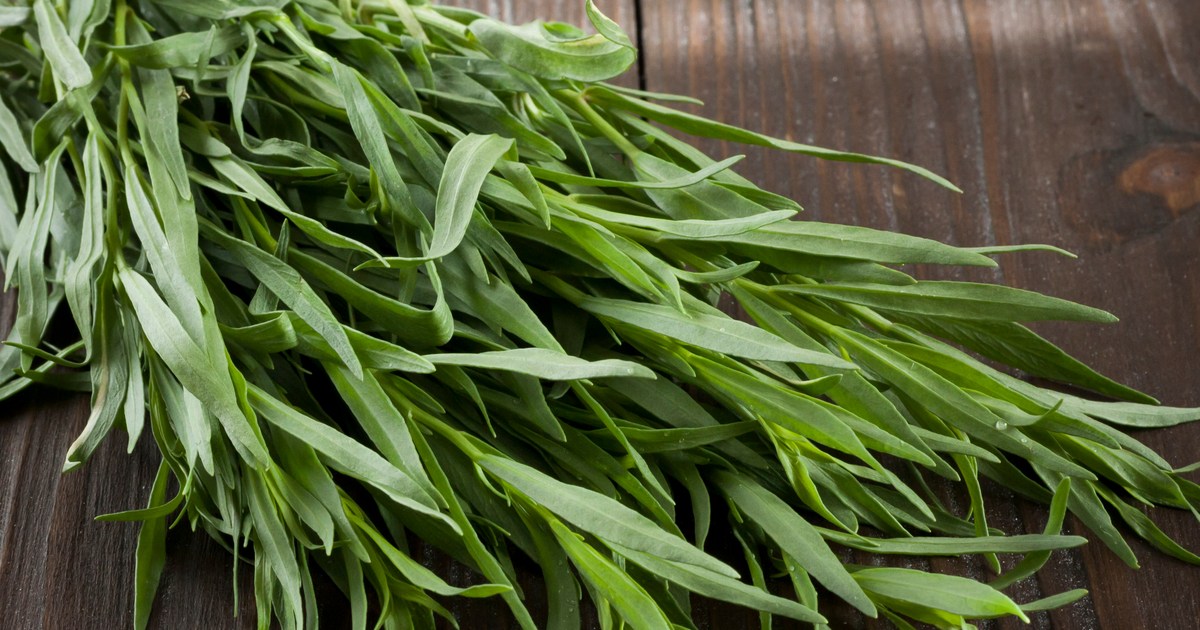 8 tips for growing tarragon as a houseplant HappySprout