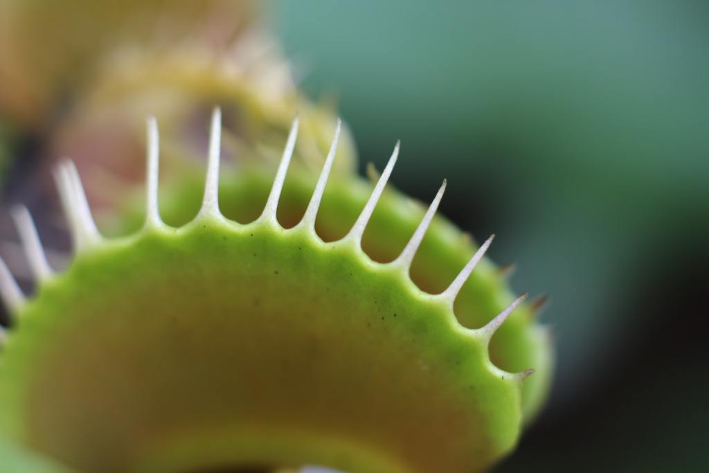 Venus flytrap closeup