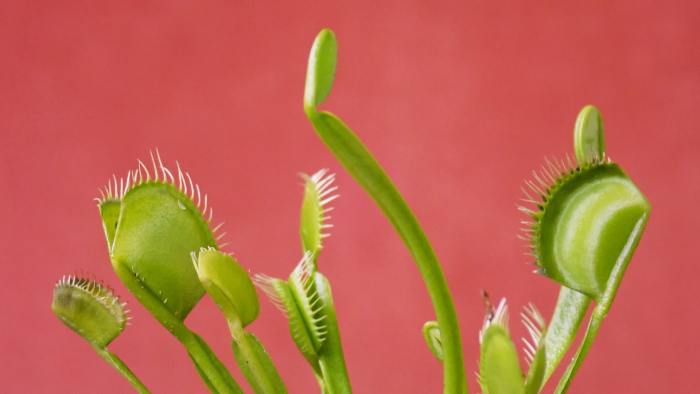 Venus flytrap plants