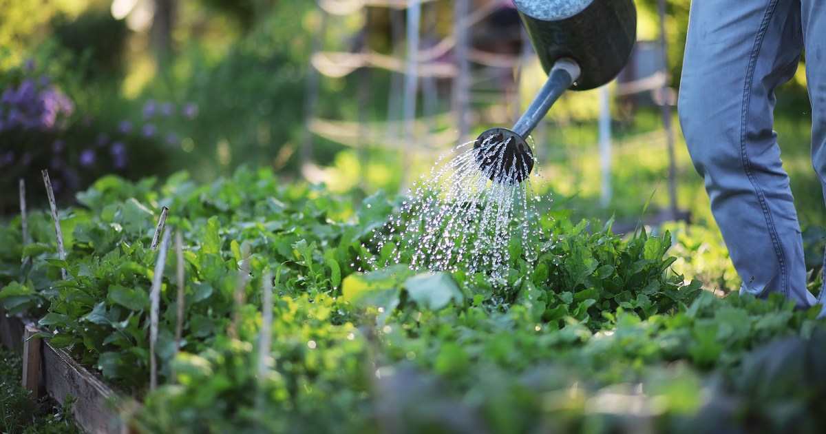 When is the Best Time of Day to Water Your Vegetable Garden? HappySprout