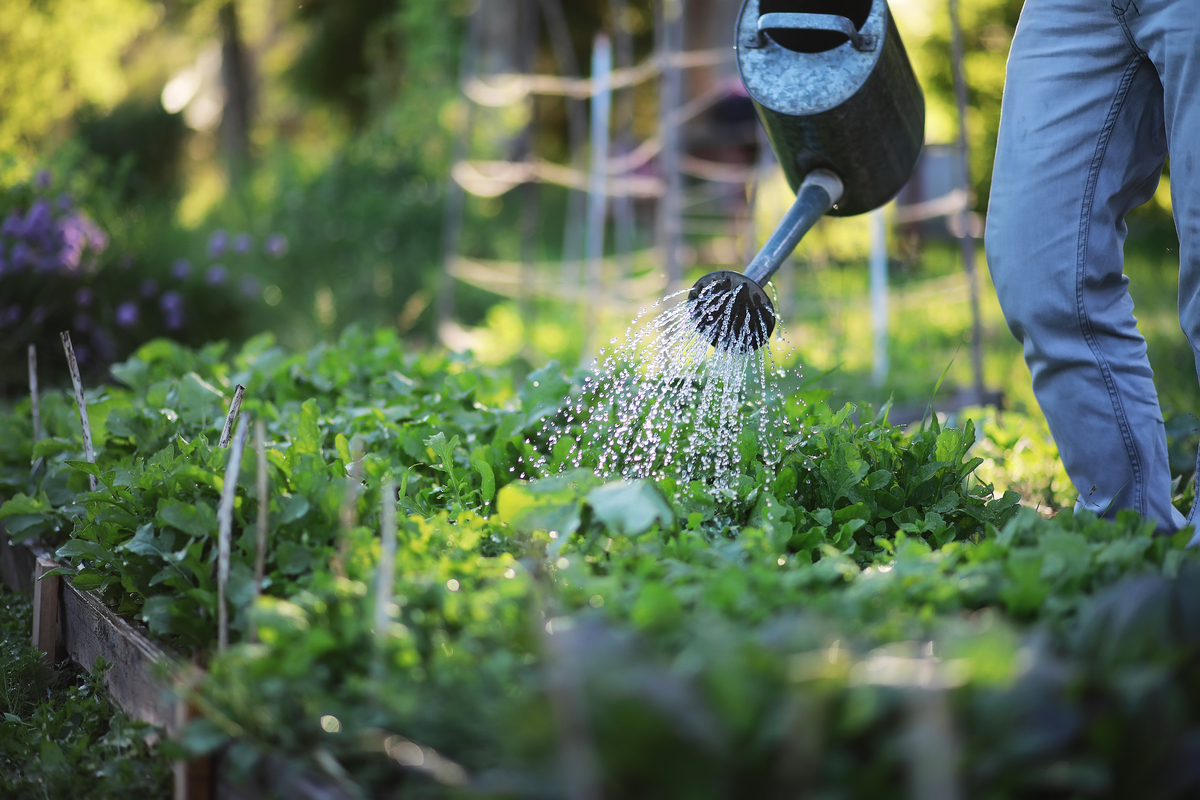 Watering a raised garden bed with a watering can