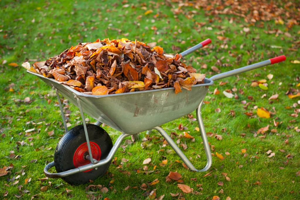 Leaves in a wheelbarrow