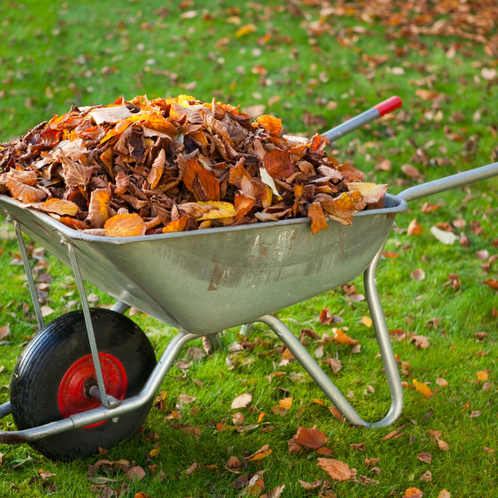 Leaves in a wheelbarrow