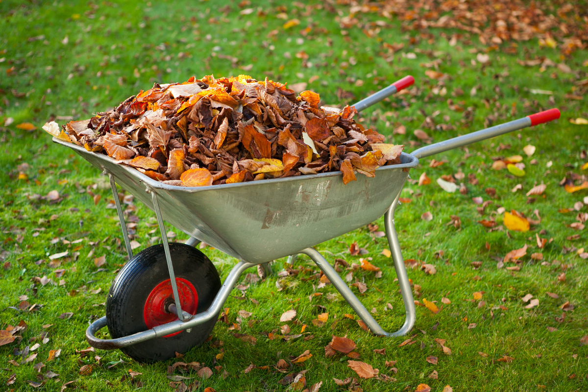 Leaves in a wheelbarrow