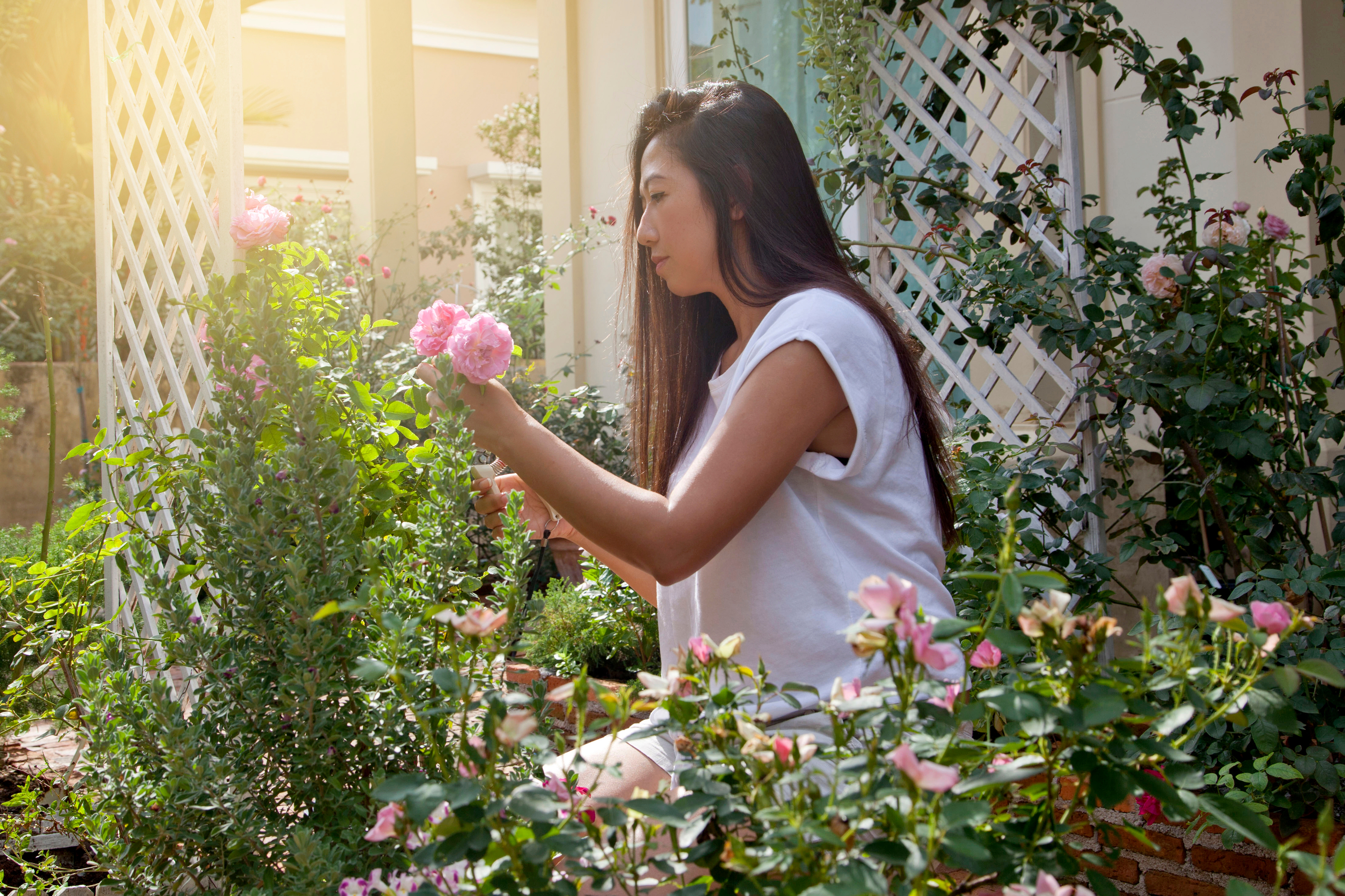 Person planting roses