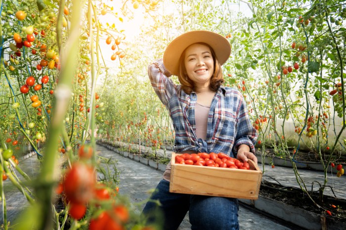 A woman holding a basket of tomato