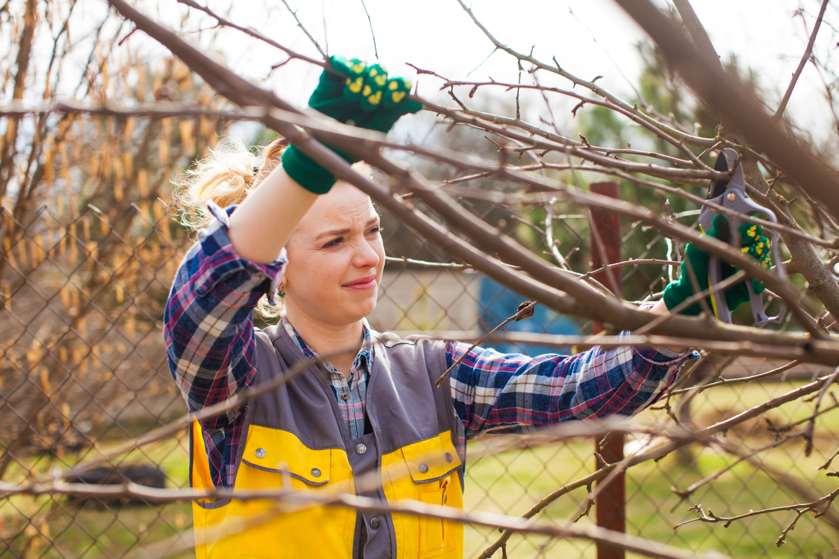 woman pruning a fruit tree