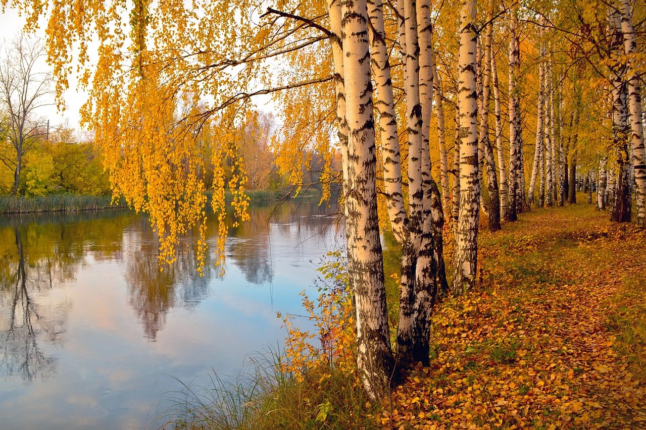 A line of birches beside a river