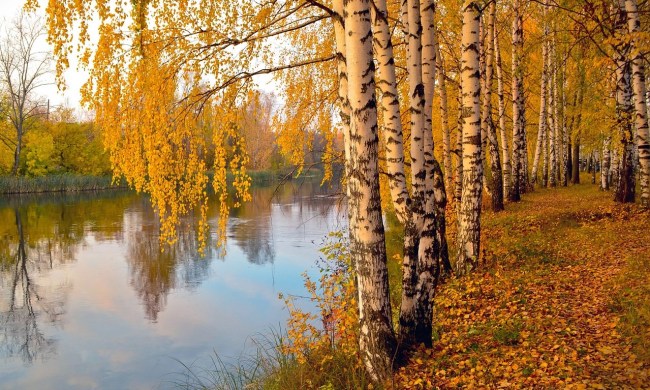 A line of birches beside a river