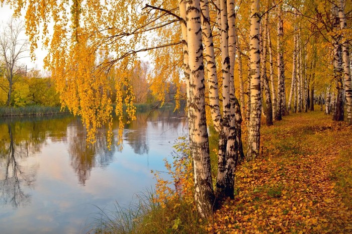 A line of birches beside a river