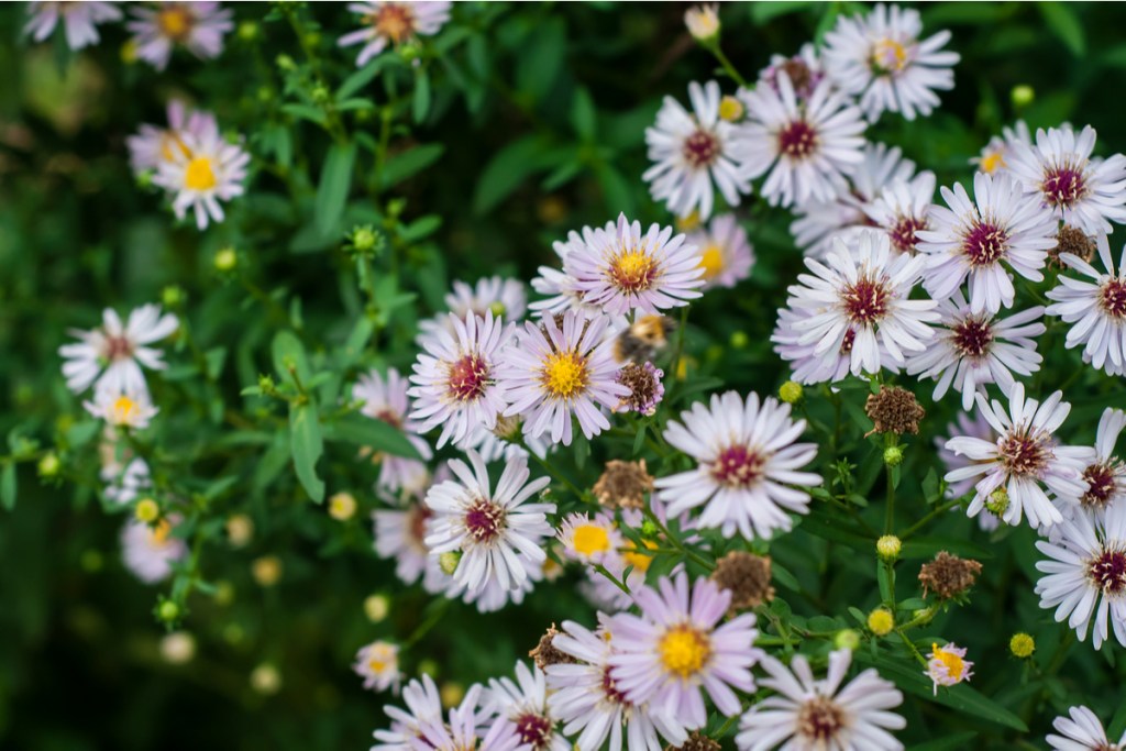 Beautiful calico aster blooms