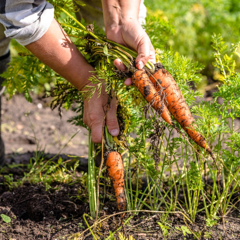 A gardener harvesting some carrots